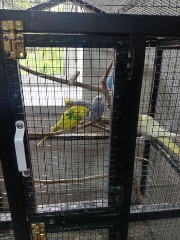 xaski itleri qiymeti: Tutuquşları — 2