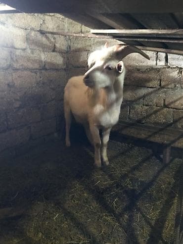 keçi satılır: Salam. Keçi Ailəsi satılır ana ata 1 dişi bala.Cavan heyvanlardır 1 ci — 8