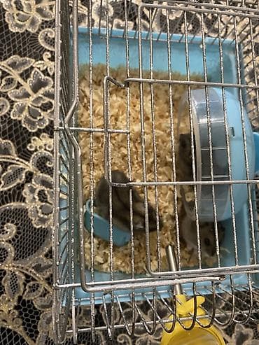 cuce ucun su qabi: Dwarf hamsterlər üçün tam dəst qəfəs(3 xamyak +qəfəs(çarx,yem qabı,su — 4