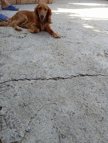 itlerin qidalanmasi: Koker spaniyel — 3