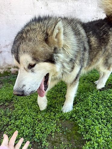 alyaska malamutu: 11 ay, Erkek, Peyvəndli, Pulsuz çatdırılma — 3