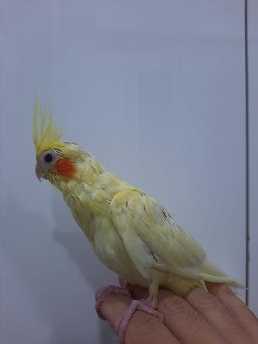 Korellalar 3ayliq, tam elee oyrewdirilib, adlar qoyulub 4ay zamaninda — 5