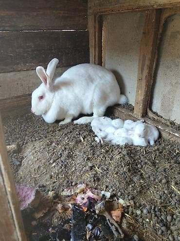 dovsan qefesi: Dovşanlar satılır böyuk dovşanlardı ünvan Bülbülede yerləşir — 8