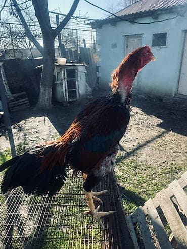 ev pisiyi satisi: Heyratı xoruz. Qırmızı başlıqlı və boyunlu, qara və qəhvəyi — 4