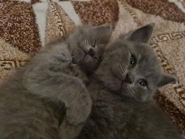 sirin pisik sekilleri: Britan, Dişi, Yaxşı əllərə, Ödənişli çatdırılma — 5