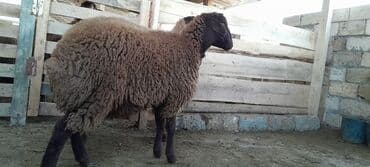 Togluların biri 8aylıq biri 6 aylıqdı damazlıga yararlıdır qiymetleri lalafo.az -da Togluların biri 8aylıq biri 6 aylıqdı damazlıga yararlıdır qiymetleri