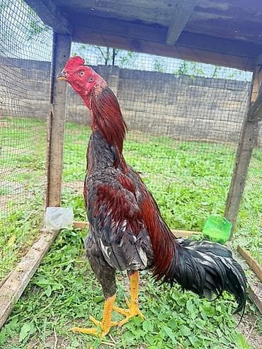 Endirim olacaq 0504641393 Məhsul: Uzunboylu oyun cinsli xoruz Təsvir — 2