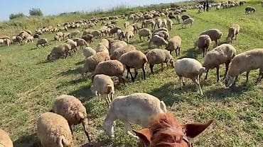 cins buzovların satışı: Dişi, il: 1, Damazlıq, Pulsuz çatdırılma — 10