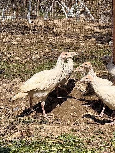 Hinduşka cücələri, Damazlıq