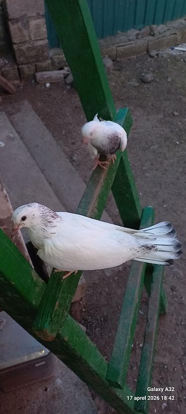 goyercin satisi: Ağ rəngli ev göyərçinləri – yumşaq xallı quyruq və boyun naxışları — 3