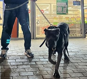 it ucun sinəlik: Güclü və iri cins it üçün peşəkar yürüş dəsti Məhsulun tərkibi: - — 2