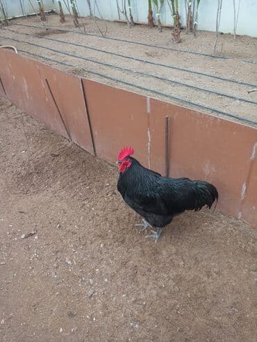 Птицы: Satılır: qara rəngli xoruzlar - Cins TamamAstrolooilə qara, yaşıl — 2