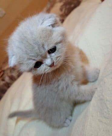 сколько стоит вислоухий кот: Шотладская вислоухая, Самка, В добрые руки, Платная доставка — 4