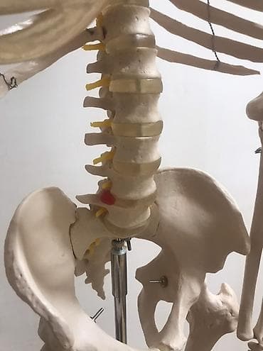 Медицинское оборудование: Viva Science tam ölçülü insan skeleti modeli - Brend: VIVA SCIENCE — 6