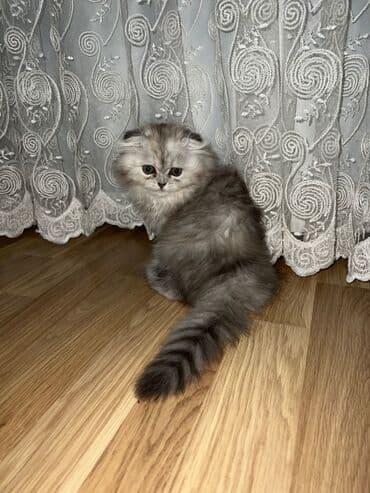 шиншилла кошка цена: Шиншилла, Самка — 10