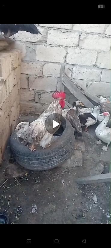 Qaz,ördek,xoruz satılır.ordekler Lal ve seslidir. tek tek de satılır