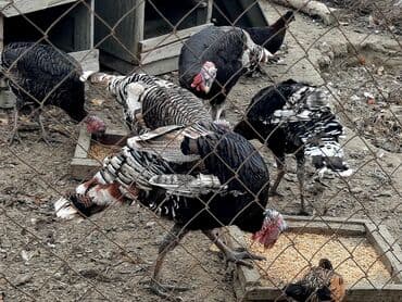 İtlər: Həyət hinduşkaları satılır. Qidası buğda və otdur. Tam sağlamdırlar və — 7