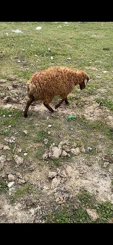 balaca meymun satisi: 6 dene quzudu 5 dişi 1 erkey — 6