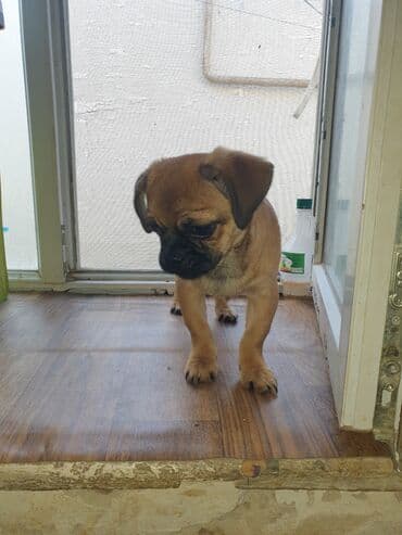 balaca şirin itlər: 3 ay, Peyvəndli — 2