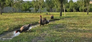 pişik balası: Самец, Для разведения — 2