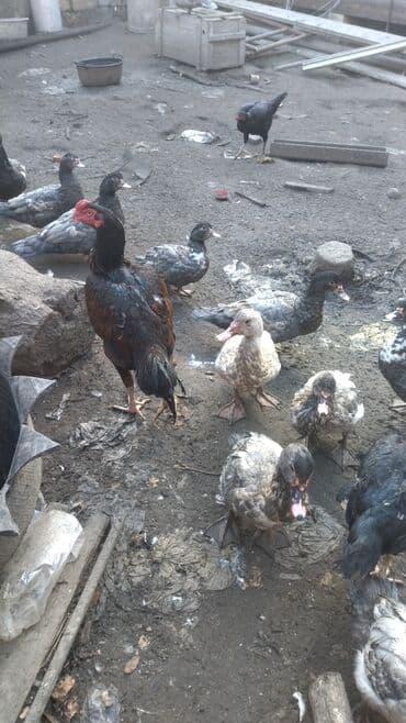 Куры: 1 ilk heyratı doyugen di sağlamdır heyradin doyusmeyne söz ola bimez — 3