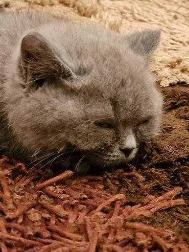 Akvariumlar: Britan — 3