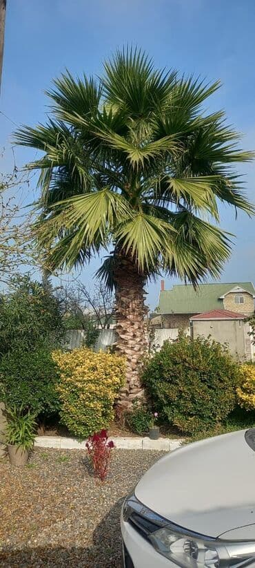 sultan daragi gülü: Palma wasinqton 20 ədəd — 1