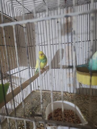 Yarmalar və paxlalar: Hazır cüt bir dəfə bala alınıb maya yuva qizdirir erkek təmiz qan — 2