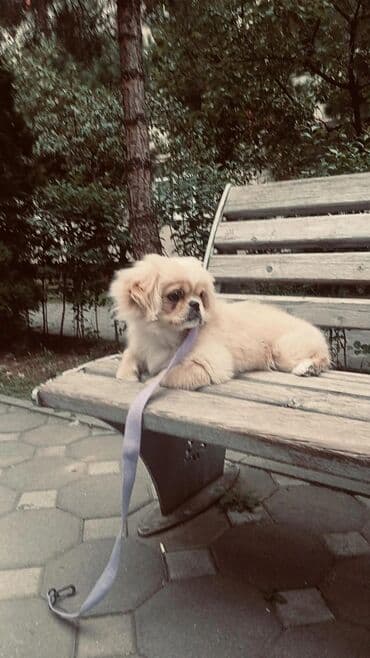 naxcivan heyvan elanlari: Pekines, 6 ay, Erkek, Peyvəndli, Ünvandan götürmə — 3