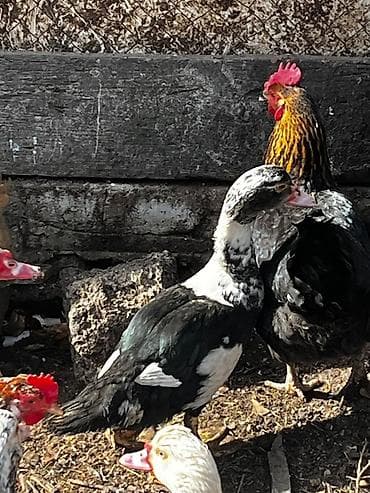 Yemlər: Musk ördəkləri (indoutka) – qara-ağ rəngli - Cins: muskoviy (hinduşka — 4