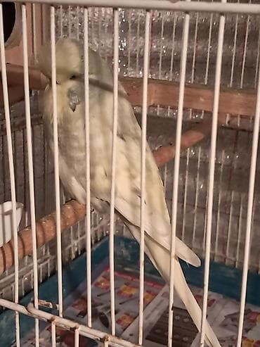 Jumbo erkek satılır lalafo.az -da Jumbo erkek satılır