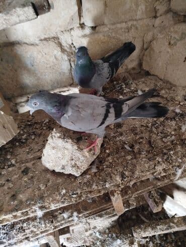 пудель в добрые руки: Şəkillərdə müxtəlif rənglərdə və bəzi fərqli xüsusiyyətlərə malik — 2