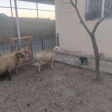 qoyun satisi: 6 boğaz qoyun biri qocadi 5ise 2 və 3 qarın dogmuw qoyunları kom — 4