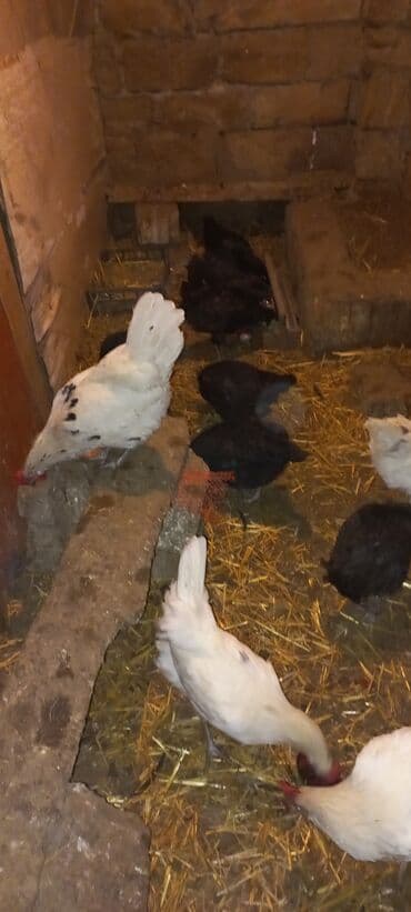 Inəklər, öküzlər: Toyuq, Damazlıq — 6