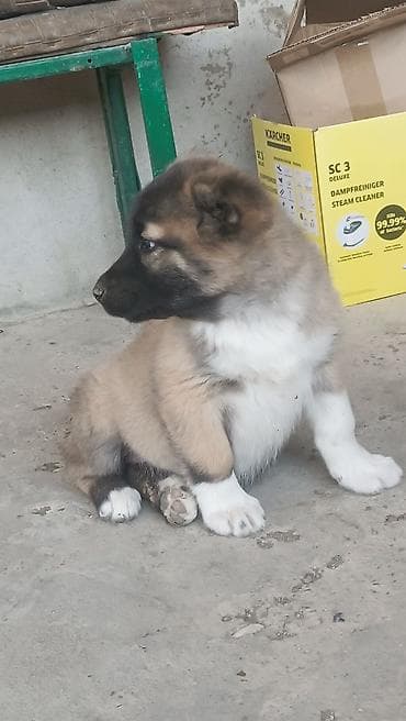 xasqi balaları: Kanqal — 7