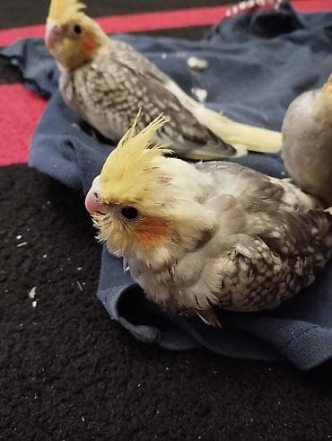 danışan quş: Karella balaları 1 aylıqdır hələ yemə düşməyiblər.Əl ilə bəsləyib ələ — 2