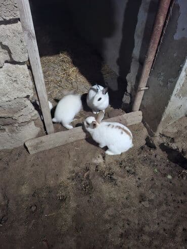 şirin dovşan şəkilləri: Dovşanlar – dekorativ ağ rəngli, bəzi fərdlərdə qəhvəyi/xallı — 1