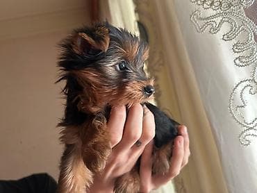 buldok iti: Yorkşir teryer, 2 ay, Erkek — 6