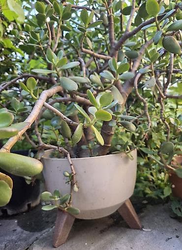 agac gulleri: 💵 Pul gülü (Crassula ovata) – iri, budaqlı sukulent 💵 Crassula ovata — 2