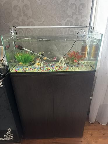 akvarium baliq: Dördbucaq akvarium, Balıqlarla birlikdə, 110 l, Ünvandan götürmə — 3