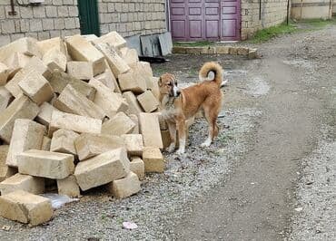 en boyuk itler: 6 qyliq qurbasar balasi iri küçüydü baxilsa ela olar bu yaşindan ite — 1