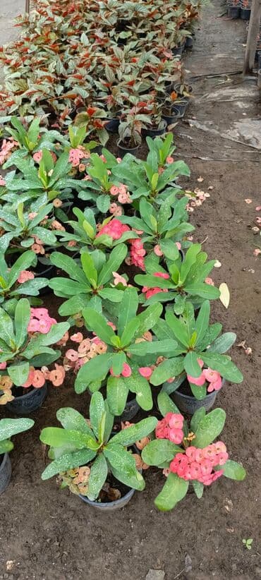 bitki satışı: Satışda dekorativ saksı bitkiləri – bağ və interyer üçün. - Euphorbia — 4