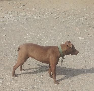 azerbaycan it adlari: Cins: it (tam cins məlumatı göstərilmir) Rəng: tünd qəhvəyi — 5