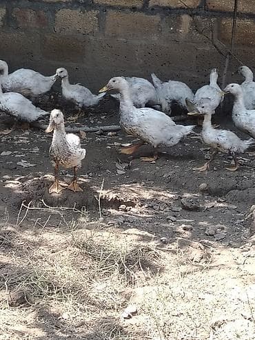 zümrüd ördək: Salam gorduyunuz pekin ordeyler satilir hamsi saqlam heyvanlardi yer — 3