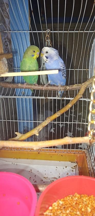 kanqal satilir: Elan 🦜 Satılır iki tutuquşu — Keşa və Kira. Keşa əl öyrəşmişdir, çox — 4