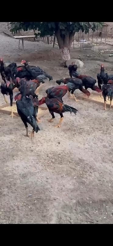 toyuqlar satilir: Toyuq, Damazlıq — 3