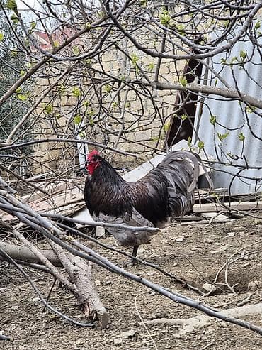 meşe xoruzu: Salam Aleykum 1 yaşi var .Ciddi şexsler narahat etsin — 4