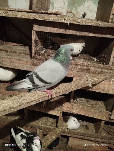 Digər heyvanlar: Tutulmadır.cavandir.erkək mayaliği bildirmir.Rəngi açiq göydü.12-13 — 4