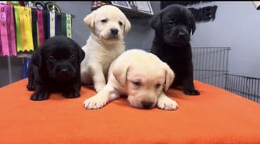 лабрадор купить: Labrador-retriver, 2 ay, Erkek, Peyvəndli — 2