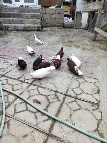 ayliq 10 azn internet: Biri 10
manata ag quyruglar satilir — 2